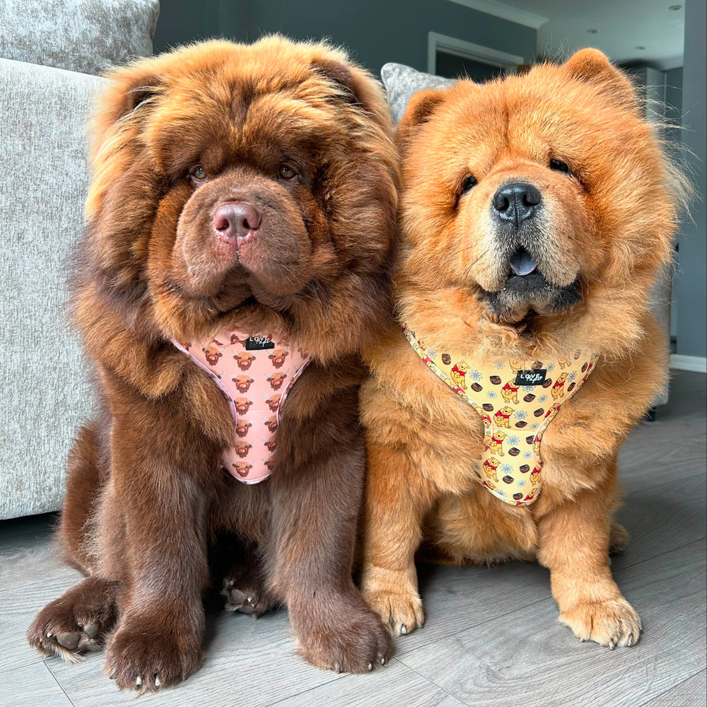 Chow chow harness outlet