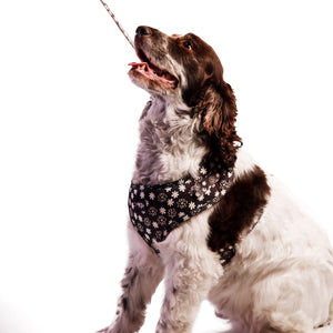 Daisy Love Harness Bundle