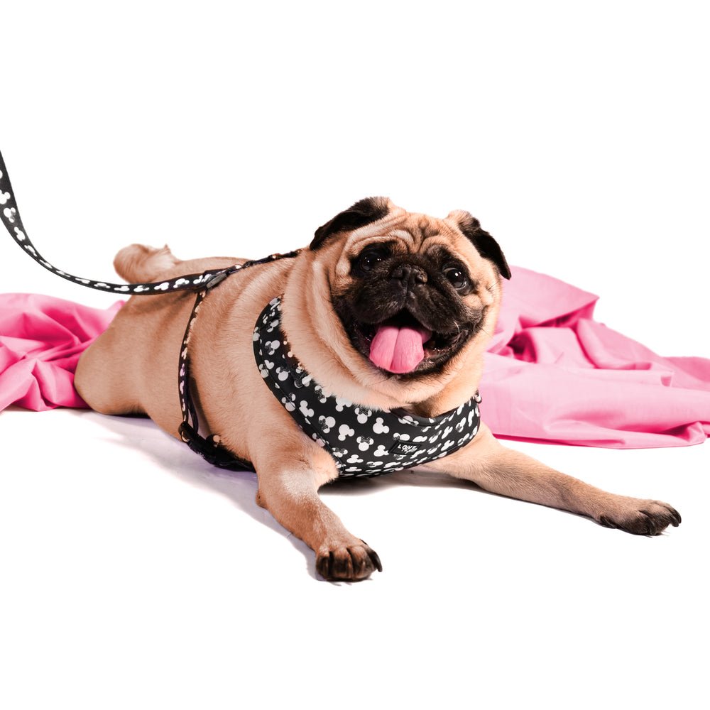 Minnie dog harness shop
